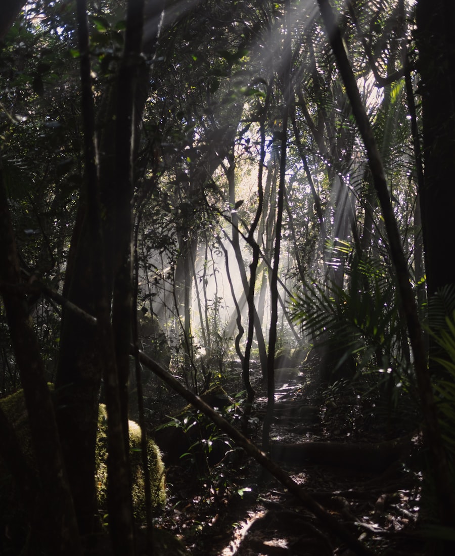 Forest-bordered resort grounds at Lumut Valley